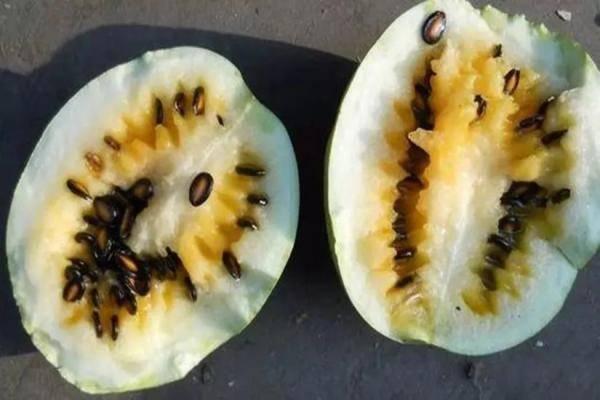 吃籽瓜遗精,揭秘传统美食背后的生理现象