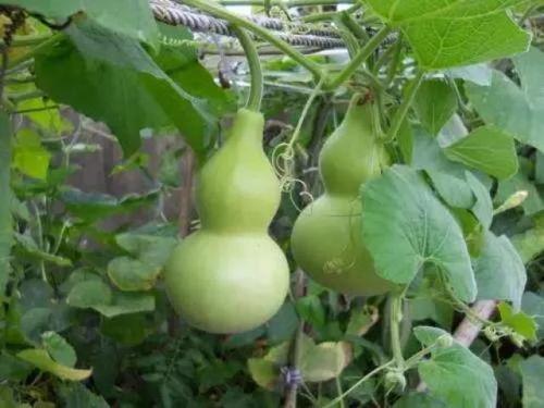 葫芦瓜怎么吃才好啊,解锁美味新境界