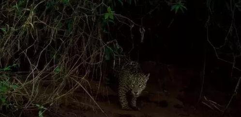 美洲豹群众吃瓜,揭秘热带雨林中的神秘“吃瓜”现象