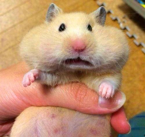 仓鼠吃瓜了,揭秘小萌宠的“吃瓜”之旅