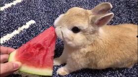 吃瓜兔啥意思,网络流行语的趣味解读