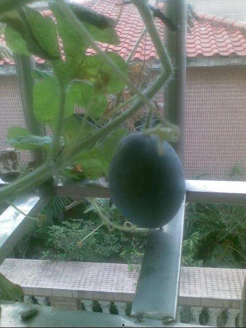 三阳吃瓜,揭秘娱乐圈的甜蜜与苦涩