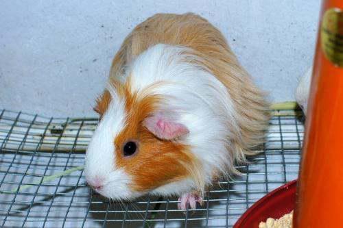 瓜哥吃豚鼠,一场味蕾与心灵的碰撞