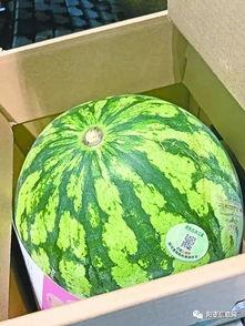 武汉吃瓜最新视频,揭秘街头美食风云录